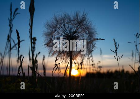 Fiori secchi di Cardo primo piano nel prato selvatico con sfondo sfocato e luce del sole bokeh. Bellissimo motivo naturale astratto con colori neutri. Lituana Foto Stock