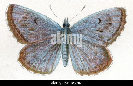 Large Blue Phengaris arion, (libro di zoologia, 1922), Quendel-Ameisenbläuling Foto Stock