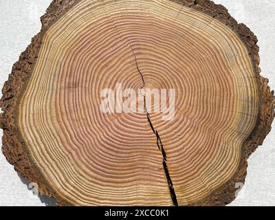 Jahresringe sind die Wachstumsringe eines Baumes im Querschnitt. Anelli annuali sono gli anelli di crescita di un albero in sezione trasversale. Foto Stock