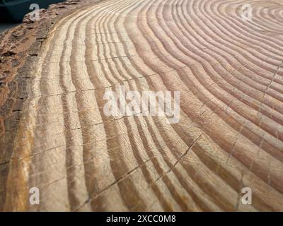 Jahresringe sind die Wachstumsringe eines Baumes im Querschnitt. Anelli annuali sono gli anelli di crescita di un albero in sezione trasversale. Foto Stock