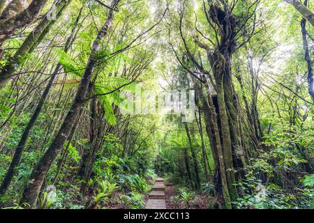 Misterioso bosco lussureggiante foresta pluviale tropicale nel parco nazionale dell'Isola del Nord della nuova Zelanda Foto Stock