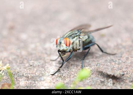 primo piano di una mosca polpa, macro shot (Sacrophaga carnaria) Foto Stock