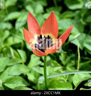 Wildtulpen sind die Vorfahren moderner Gartentulpen. I tulipani selvatici sono gli antenati dei tulipani da giardino moderni Foto Stock