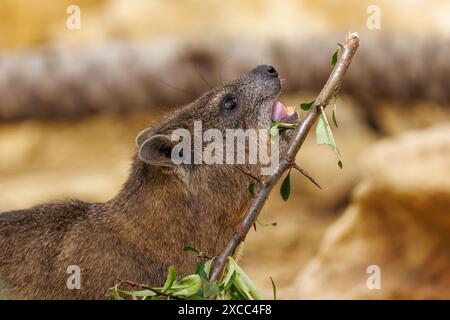 Rock hyrax, Procavia capensis, chiamato anche dassie, Cape hyrax, Rock Rabbit, e coney, è un mammifero terrestre di medie dimensioni originario dell'Africa e della M Foto Stock