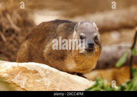 Rock hyrax, Procavia capensis, chiamato anche dassie, Cape hyrax, Rock Rabbit, e coney, è un mammifero terrestre di medie dimensioni originario dell'Africa e della M Foto Stock