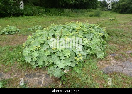 Soft Lady's-mantle - Alchemilla mollis Foto Stock