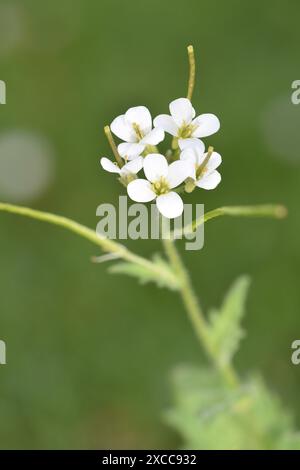 Alpine Rock-Cress - Arabis alpina Foto Stock