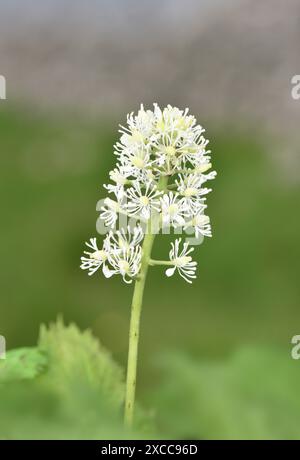 Baneberry - Actaea spicata Foto Stock