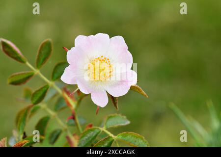 Aspro Downy-rosa - Rosa tomentosa Foto Stock