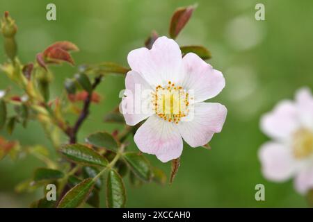 Aspro Downy-rosa - Rosa tomentosa Foto Stock