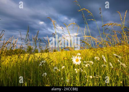 Sächsische Schweiz Landschaft am Hohburkersdorfer Rundblick. Hohnstein Sachsen Deutschland *** Svizzera sassone paesaggio a Hohburkersdorfer Rundblick Hohnstein Sassonia Germania Foto Stock