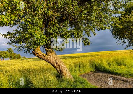 Sächsische Schweiz Landschaft am Hohburkersdorfer Rundblick. Hohnstein Sachsen Deutschland *** Svizzera sassone paesaggio a Hohburkersdorfer Rundblick Hohnstein Sassonia Germania Foto Stock