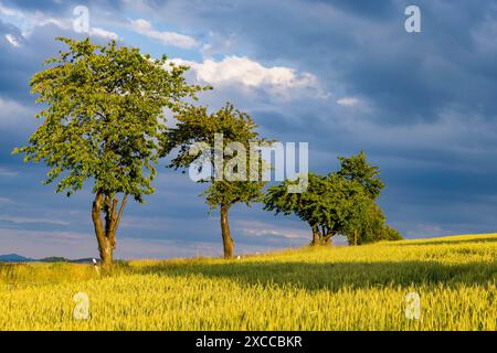 Sächsische Schweiz Landschaft am Hohburkersdorfer Rundblick. Hohnstein Sachsen Deutschland *** Svizzera sassone paesaggio a Hohburkersdorfer Rundblick Hohnstein Sassonia Germania Foto Stock