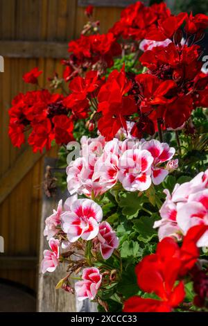 Fiori di petunia rossa in scatole di fiori sul balcone Foto Stock