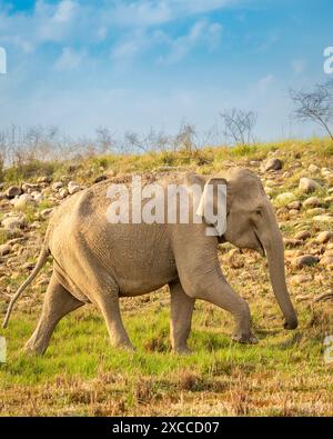 Elefante asiatica selvaggia e aggressiva Elephas maximus indicus camminando nella stagione estiva safari in migrazione sfondo naturale jim corbett india Foto Stock