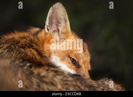 Primo piano di una volpe rossa che dorme in un prato. Foto Stock