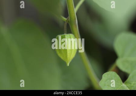 Physalis peruviana in giardino Foto Stock