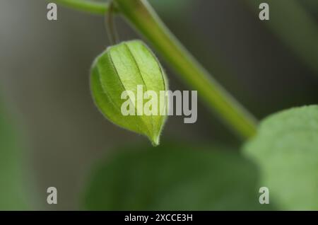 Physalis peruviana in giardino Foto Stock