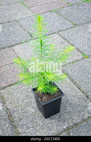 Piantine di Larch di un anno (Larix decidua) in un contenitore Foto Stock