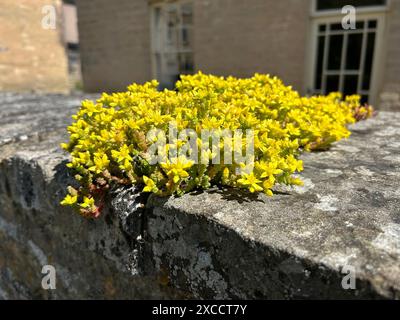 Il Sedum acre, comunemente noto come il muschio d'oro stonecrop, è una pianta perenne della famiglia delle Crassulaceae Foto Stock
