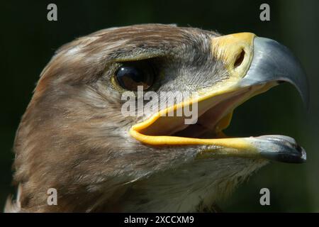 Olomouc, Repubblica Ceca. 16 giugno 2024. La più grande aquila maculata (clanga di Clanga) in una stazione di salvataggio degli uccelli a Olomouc durante la giornata di sole nella Repubblica Ceca. (Credit Image: © Slavek Ruta/ZUMA Press Wire) SOLO PER USO EDITORIALE! Non per USO commerciale! Crediti: ZUMA Press, Inc./Alamy Live News Foto Stock