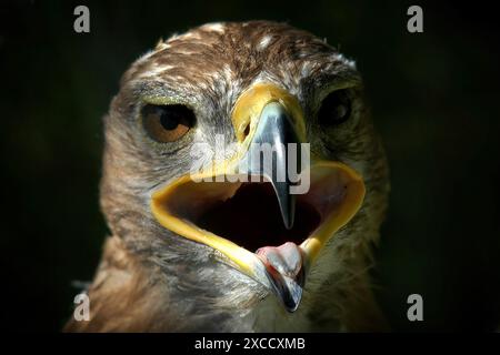 Olomouc, Repubblica Ceca. 16 giugno 2024. La più grande aquila maculata (clanga di Clanga) in una stazione di salvataggio degli uccelli a Olomouc durante la giornata di sole nella Repubblica Ceca. (Credit Image: © Slavek Ruta/ZUMA Press Wire) SOLO PER USO EDITORIALE! Non per USO commerciale! Crediti: ZUMA Press, Inc./Alamy Live News Foto Stock