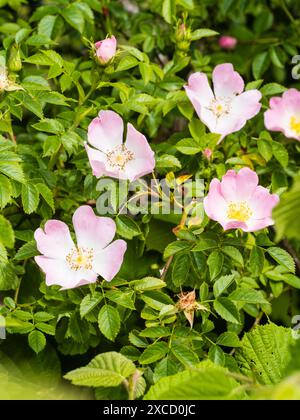 Fiori rosa pallido della robusta rosa del cane, Rosa canina, un fiore selvatico arbustivo e arrampicatore abituale Foto Stock