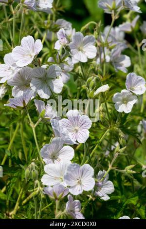 Fiori Hardy Geranium clarkei "Kashmir White" Foto Stock