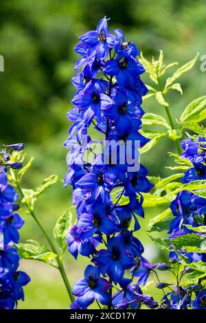 Candela Blu Larkspur, Delphinium elatum Foto Stock