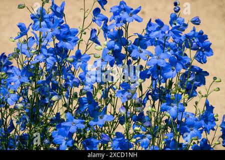 Fiori blu Delphinium grandiflorum cinese pianta annuale "Cheer Blue" Foto Stock