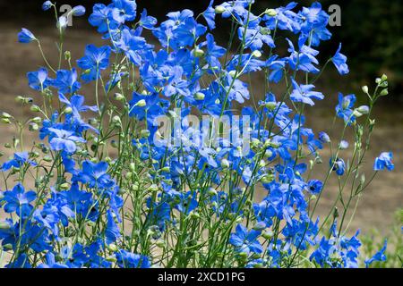 Fiori vegetali annuali Blue Chinese Delphinium grandiflorum "Cheer Blue" Foto Stock