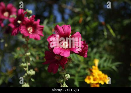 Alcea, comunemente noto come Hollyhock, un fiore coltivato della famiglia Malvaceae Foto Stock