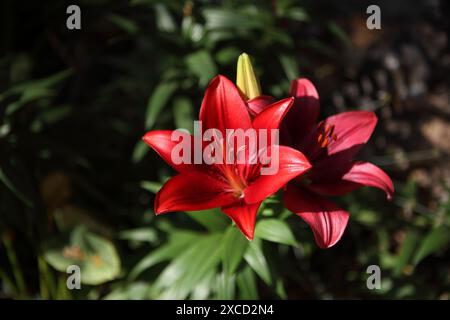 Lily di legno, o Lilium Philadelphia flame Lily, Philadelphia Lily, Prairie Lily, o Western Red Lily, un fiore coltivato della famiglia delle Liliaceae Foto Stock