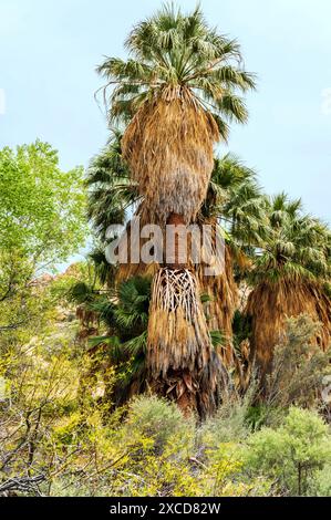 Palme insolite; sorgente di Cottonwood; parco nazionale di Joshua Tree; California meridionale; Stati Uniti Foto Stock