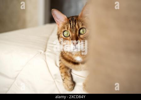 Un gatto rosso del Bengala giace sul letto di casa. Gatto in interni domestici. Foto Stock