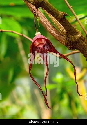 Aristolochia tricaudata (Aristolochia tricaudata), narcilo a tre code Foto Stock