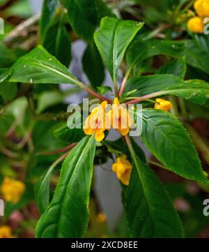 Impatiens auricoma × bicaudata (Balsamo, Occupato Lizzie.) Close up di arancio e fiori di colore giallo. Foto Stock