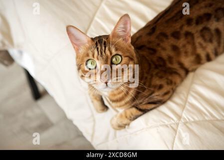 Un gatto rosso del Bengala giace sul letto di casa. Gatto in interni domestici. Foto Stock