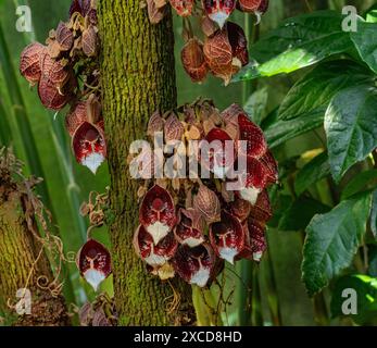 Aristolochia Arborea (Aristolochia salvadorensis) anche pianta di Dart Fener. Giardino botanico Heidelberg, Baden Wuerttemberg, Germania Foto Stock