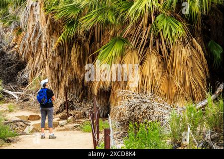 Visitatore femminile senior; palme insolite; sorgente di Cottonwood; parco nazionale di Joshua Tree; California meridionale; Stati Uniti Foto Stock