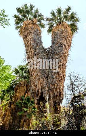 Palme insolite; sorgente di Cottonwood; parco nazionale di Joshua Tree; California meridionale; Stati Uniti Foto Stock