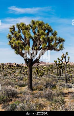 Joshua Tree; Joshua Tree National Park; California meridionale; Stati Uniti Foto Stock