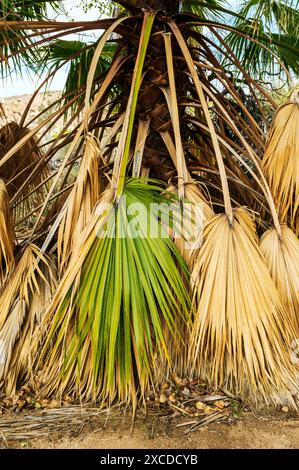 Palme insolite; sorgente di Cottonwood; parco nazionale di Joshua Tree; California meridionale; Stati Uniti Foto Stock