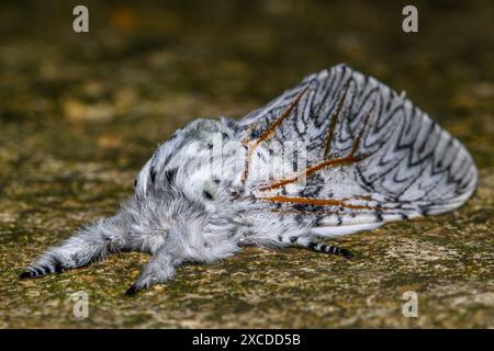 Il gatto Moth nell'Oxfordshire Foto Stock