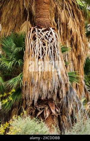 Palme insolite; sorgente di Cottonwood; parco nazionale di Joshua Tree; California meridionale; Stati Uniti Foto Stock