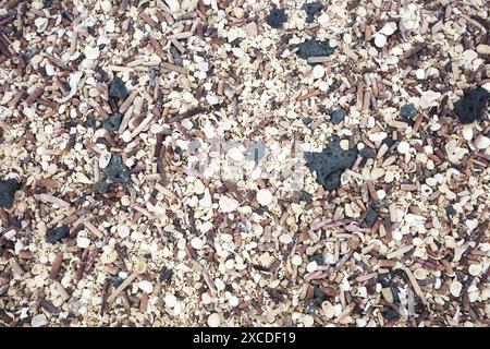 Sfondo fatto di coralli, conchiglie e rocce vulcaniche, isole Galapagos, Ecuador. Foto Stock