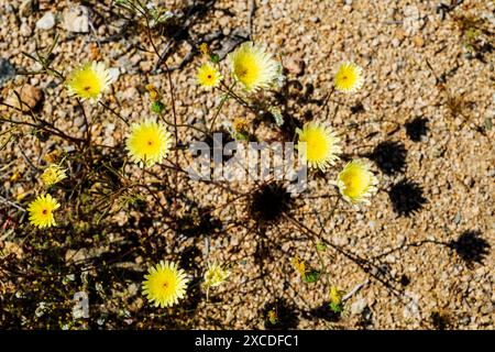 Dente di leone giallo del deserto in fiore; Malacothrix glabrata; Joshua Tree National Park; California; Stati Uniti Foto Stock