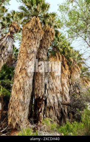 Palme insolite; sorgente di Cottonwood; parco nazionale di Joshua Tree; California meridionale; Stati Uniti Foto Stock