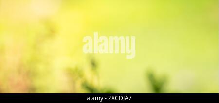 Sfondo verde naturale sfocato in primavera e bokeh estivo. Foto Stock