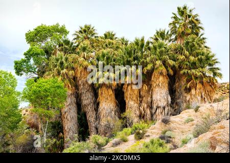 Palme insolite; sorgente di Cottonwood; parco nazionale di Joshua Tree; California meridionale; Stati Uniti Foto Stock